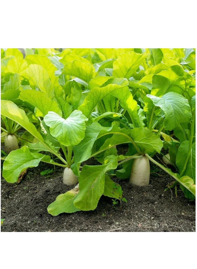 vsell24 10G Organic White Raddish Seeds For Planting Grow Raddish at Home Non-GMO Seeds With 98% Cleaness, 96% Purity, 85% Germination Rate 3PC - Image 2