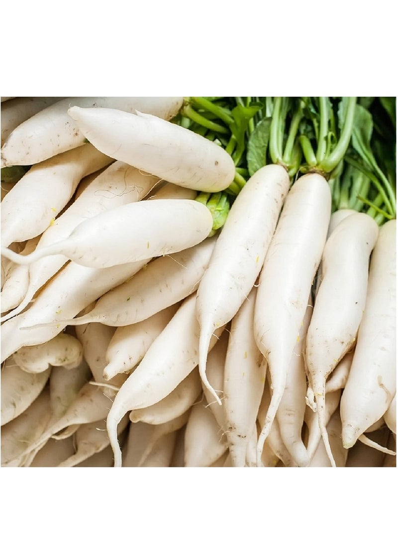 vsell24 10G Organic White Raddish Seeds For Planting Grow Raddish at Home Non-GMO Seeds With 98% Cleaness, 96% Purity, 85% Germination Rate 3PC - Image 3