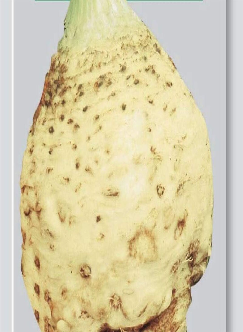 GGOOT Seeds of Celeriac Bianco Del Veneto