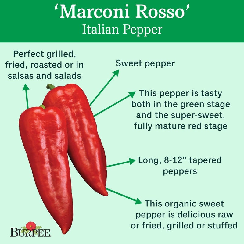 Burpee Marconi Rosso Organic Sweet Pepper Seeds 20 seeds - Image 2