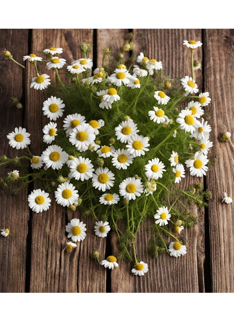Chamomile Al-Fajr Flower Seeds