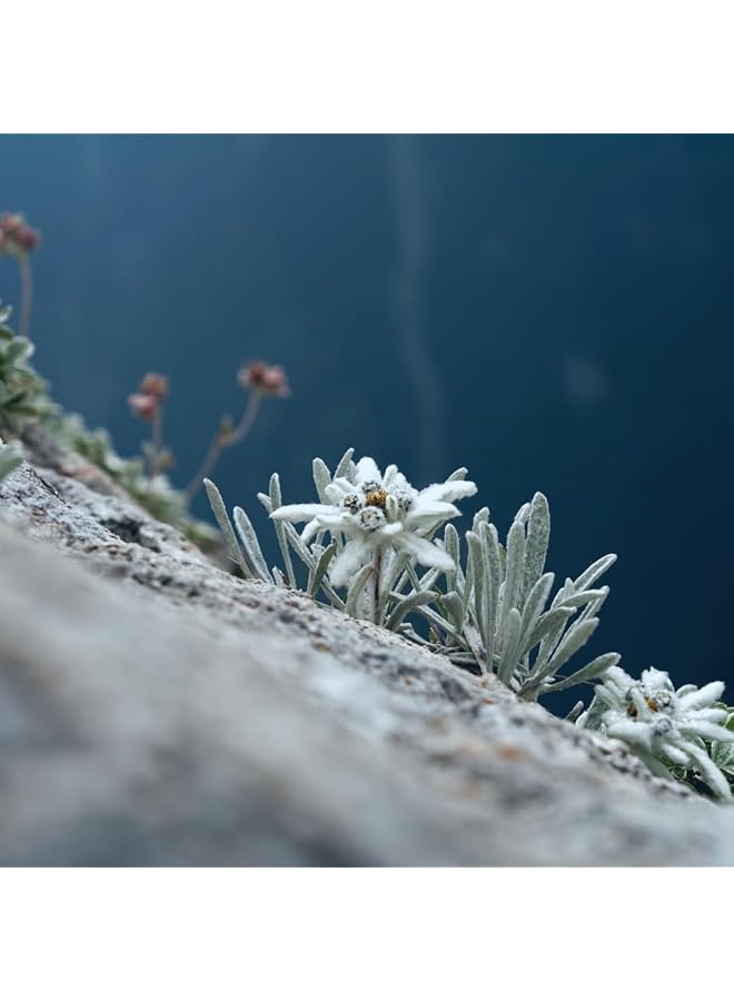 Germacare Talc Free Baby Powder Container 100Gm - Image 5