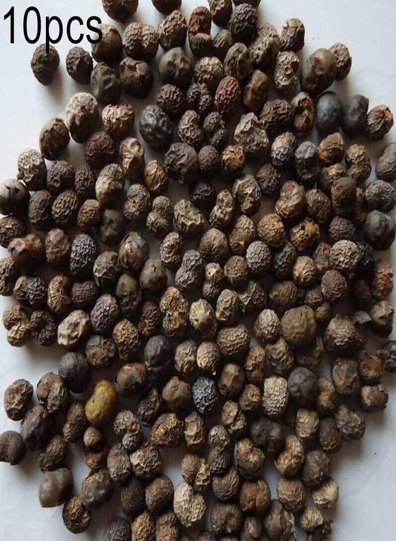 جي جوت عبوة من ١٠ بذور لشجرة لاتيفوليات الورقية المزروعة في زجاجة | نباتات شتلات، حدائق خلفية، مناخ دافئ، بذور ١ - Image 2