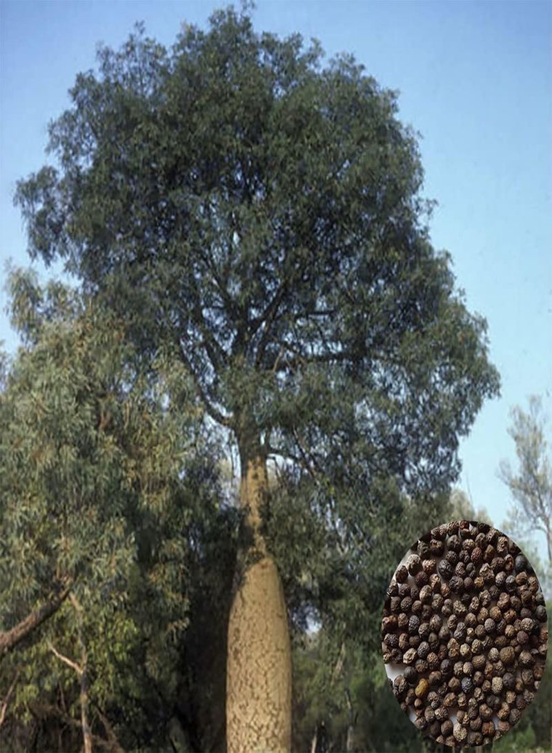 جي جوت عبوة من ١٠ بذور لشجرة لاتيفوليات الورقية المزروعة في زجاجة | نباتات شتلات، حدائق خلفية، مناخ دافئ، بذور ١ - Image 1