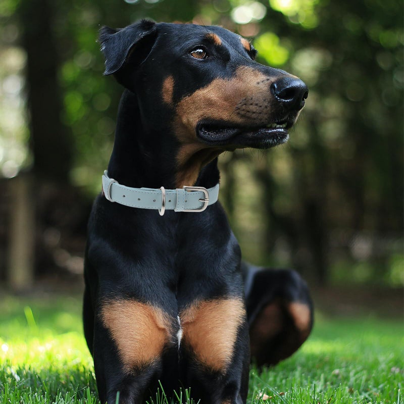طوق كلب أزرق فاتح قابل للتعديل للسلامة في الهواء الطلق، حلقة رقبة قوية للجراء - Image 4