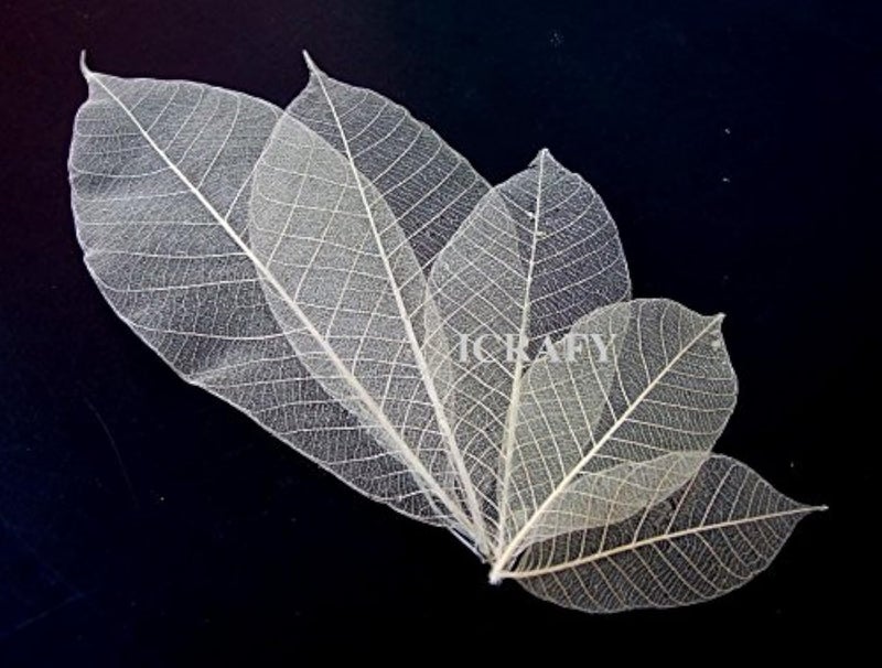 ICRAFY 100 Assorted Size 6" 7" Skeleton Natural Rubber Leaves Artificial Leaves Craft Card Scrapbook DIY Handmade Embellishment Decoration Art