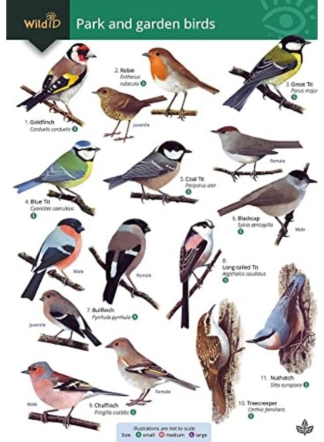 Park and garden birds 