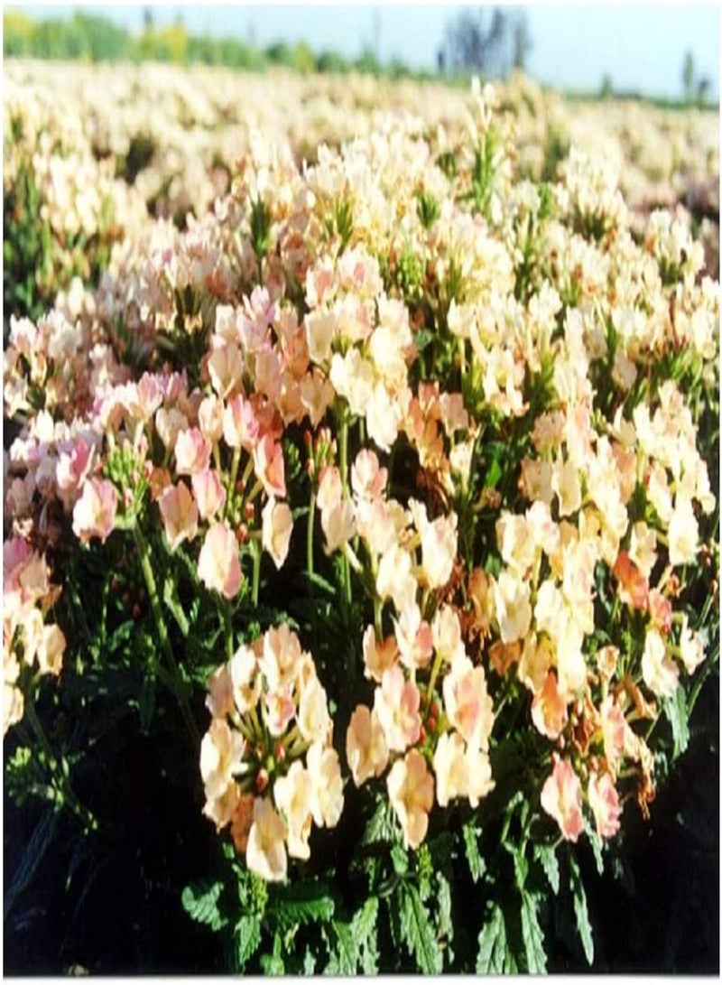 جي جوت زهرة اللويزة الهجينة المشمش 200 أفضل السائبة - Image 1