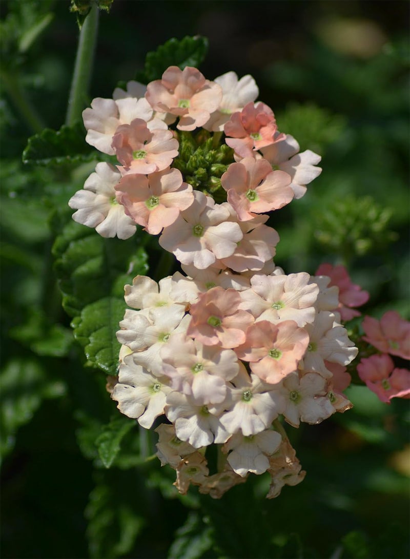 جي جوت زهرة اللويزة الهجينة المشمش 200 أفضل السائبة - Image 2