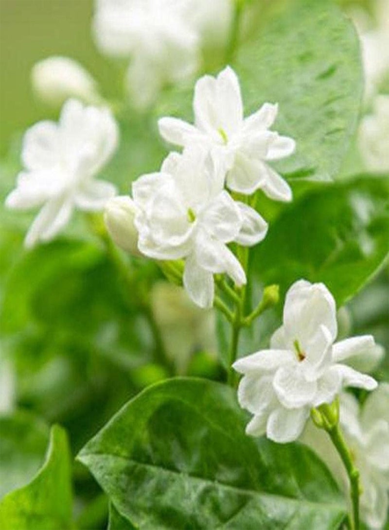 جي جوت 30 قطعة من بذور الياسمين من أنواع مختلفة من الزهور المزروعة معًا لتكوين منظر طبيعي فريد من نوعه يمكن أن يعزز الاهتمام بالزراعة - Image 2