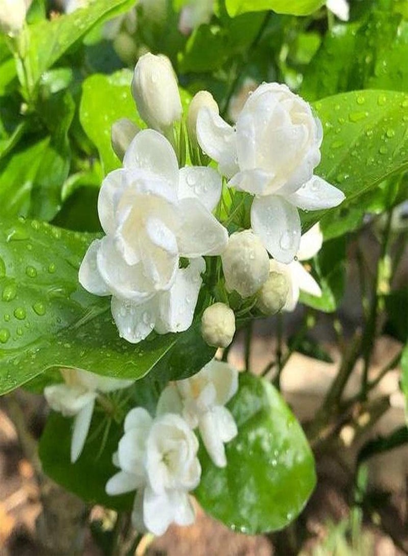 جي جوت 30 قطعة من بذور الياسمين من أنواع مختلفة من الزهور المزروعة معًا لتكوين منظر طبيعي فريد من نوعه يمكن أن يعزز الاهتمام بالزراعة - Image 1
