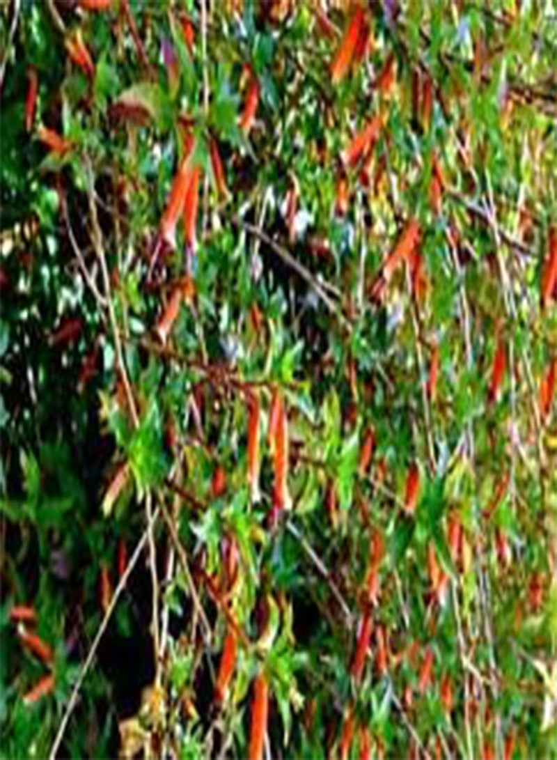 جي جوت نبات السيجار، ألوان متنوعة، كوبيا إجنيا كوان - 200 بذرة سائبة (PKD)