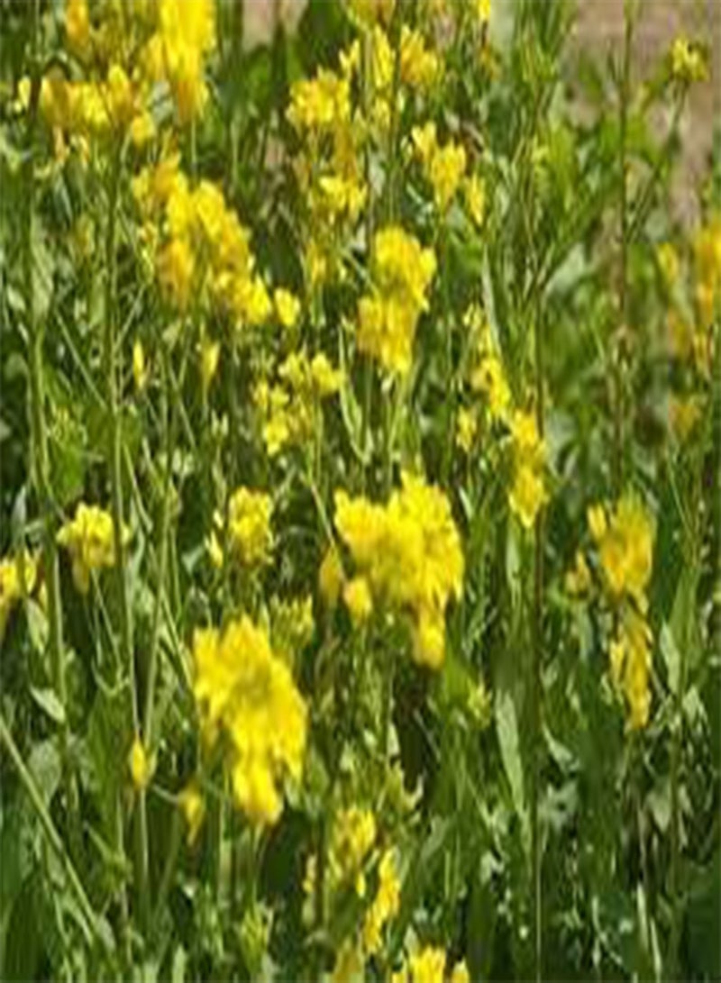 جي جوت بذور 10 قطع من بذور نبات الحماض الخشبي الأصفر