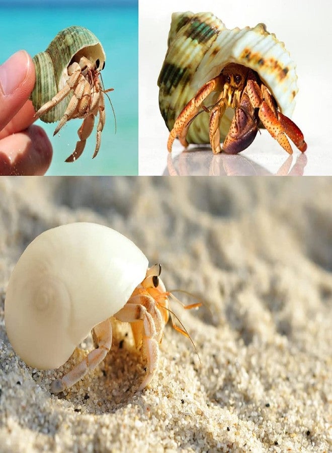Giftvest NB Hermit Crab Shells Medium Small Growth Turbo Seashells 10pcs - Image 5