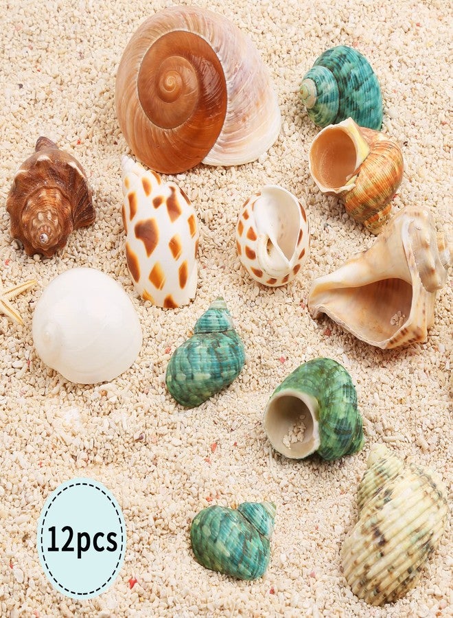 Giftvest NB Hermit Crab Shells Medium Small Growth Turbo Seashells 10pcs - Image 2