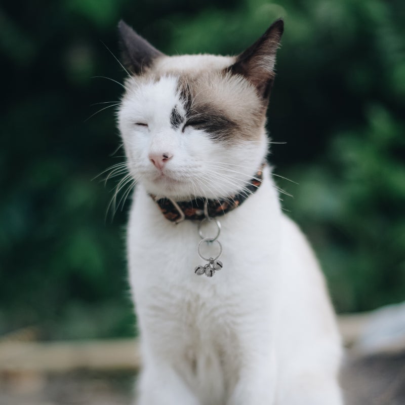 🐾 طوق جرس للحيوانات الأليفة للقطط لتحسين مظهر الحيوان في الحياة اليومية والمناسبات - Image 3