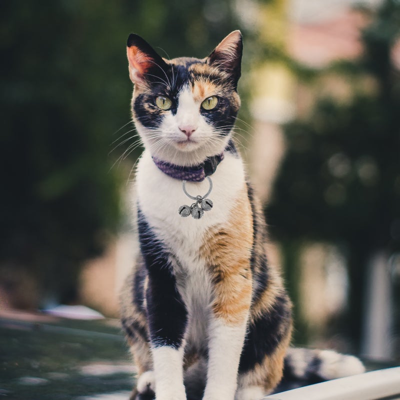 🐾 طوق جرس للحيوانات الأليفة للقطط لتحسين مظهر الحيوان في الحياة اليومية والمناسبات - Image 2