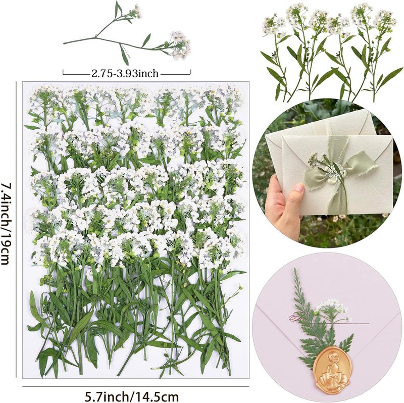 Xinxinran 50Pcs White Dried Pressed Flowers for Crafts, Dry Flower Kit for Wedding Invitation,Epoxy Resin Accessories,Bookmark,Nails, Jewelry Molds,Candle Making Supplies,Soap,Frame - Image 2