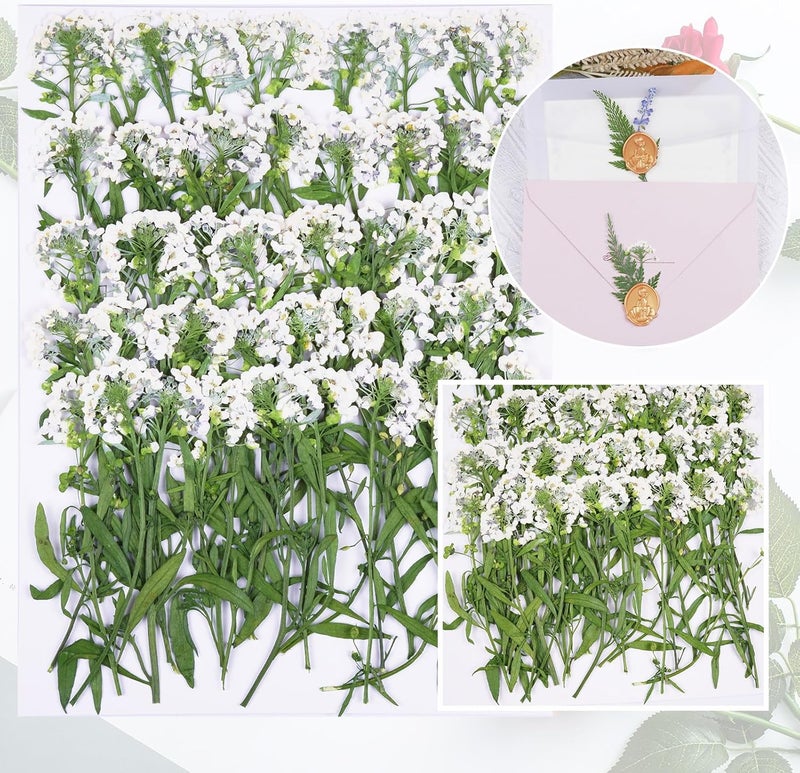 Xinxinran 50Pcs White Dried Pressed Flowers for Crafts, Dry Flower Kit for Wedding Invitation,Epoxy Resin Accessories,Bookmark,Nails, Jewelry Molds,Candle Making Supplies,Soap,Frame - Image 3