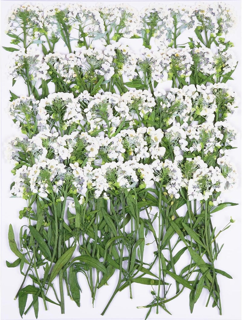 Xinxinran 50Pcs White Dried Pressed Flowers for Crafts, Dry Flower Kit for Wedding Invitation,Epoxy Resin Accessories,Bookmark,Nails, Jewelry Molds,Candle Making Supplies,Soap,Frame - Image 1