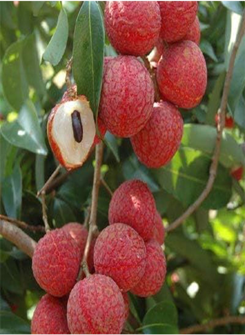 GGOOT - 30pcs Lichi Lychee Seeds Plump and Juicy Flesh Perennial Fruit Trees for The Garden Easy to Plant Naturally Grown Fresh Fruit Seeds - Image 1