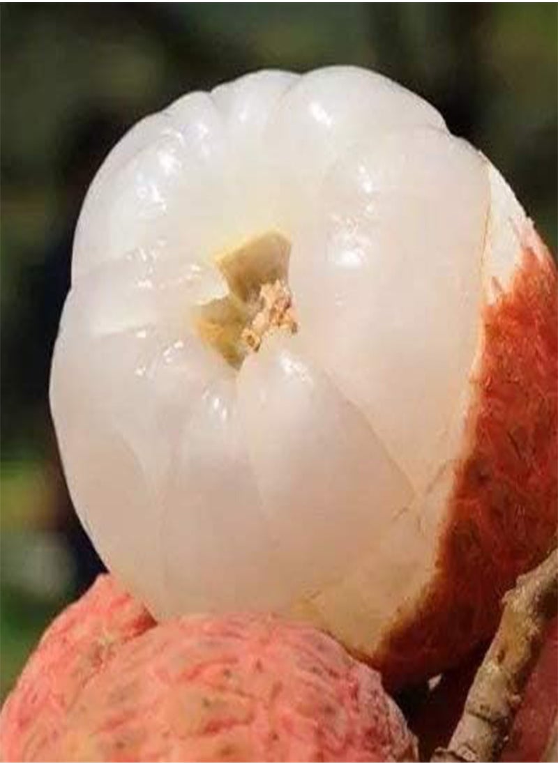 GGOOT - 30pcs Lichi Lychee Seeds Plump and Juicy Flesh Perennial Fruit Trees for The Garden Easy to Plant Naturally Grown Fresh Fruit Seeds - Image 1