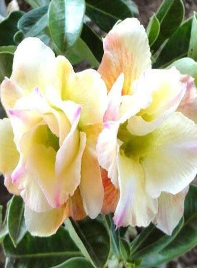 GGOOT 20Pcs Home DIY Rose Seeds Growing Kit |Easy Planting Colorful Adenium Obesum Rose Seeds 4 Desert Rose Seeds - Image 1