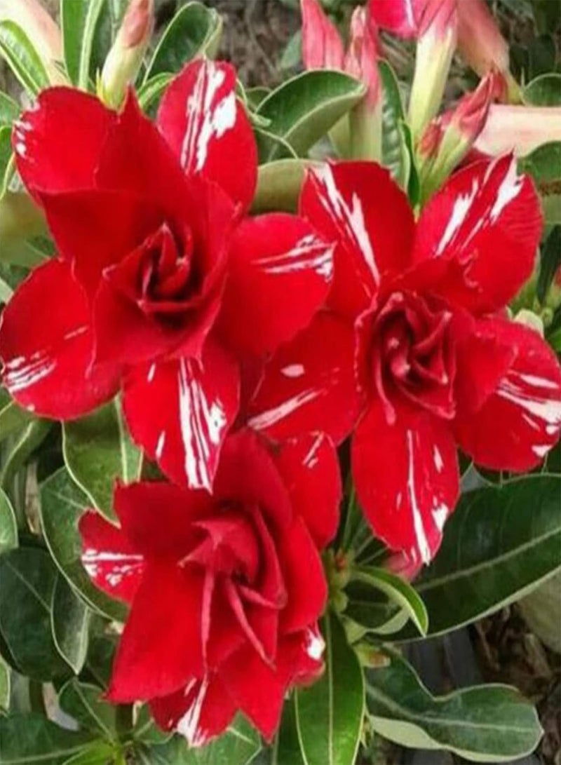 GGOOT 20Pcs Home DIY Rose Seeds Growing Kit |Easy Planting Colorful Adenium Obesum Rose Seeds 4 Desert Rose Seeds - Image 2