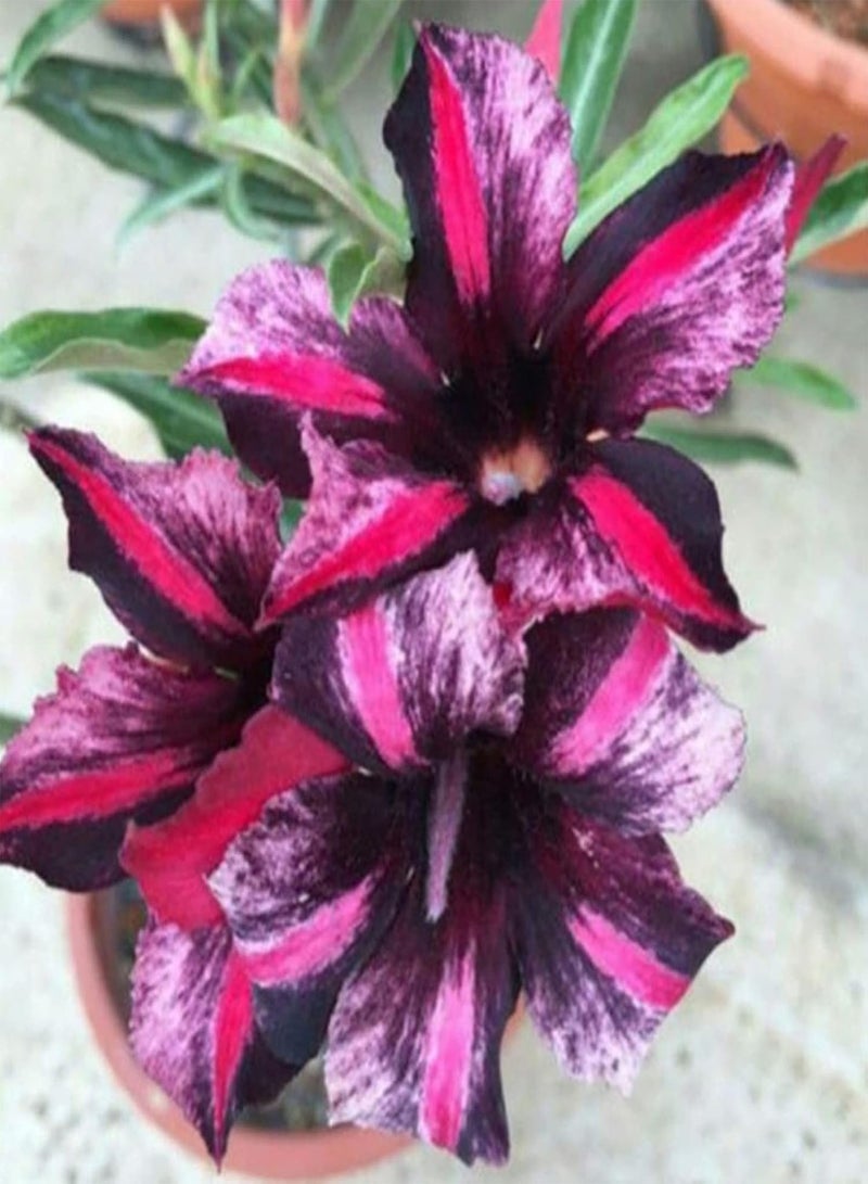 GGOOT 20Pcs Home DIY Rose Seeds Growing Kit |Easy Planting Colorful Adenium Obesum Rose Seeds 4 Desert Rose Seeds - Image 3