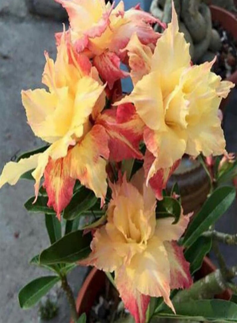 GGOOT 20Pcs Home DIY Rose Seeds Growing Kit |Easy Planting Colorful Adenium Obesum Rose Seeds 4 Desert Rose Seeds - Image 5