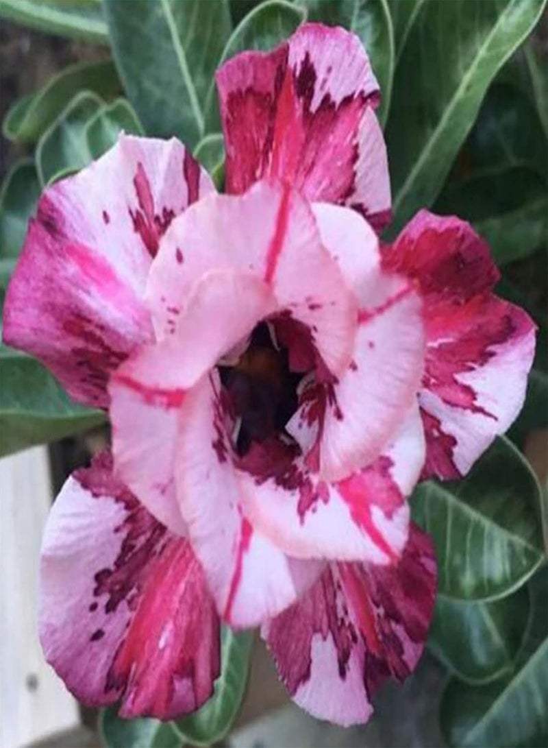 GGOOT 20Pcs Home DIY Rose Seeds Growing Kit |Easy Planting Colorful Adenium Obesum Rose Seeds 4 Desert Rose Seeds - Image 4