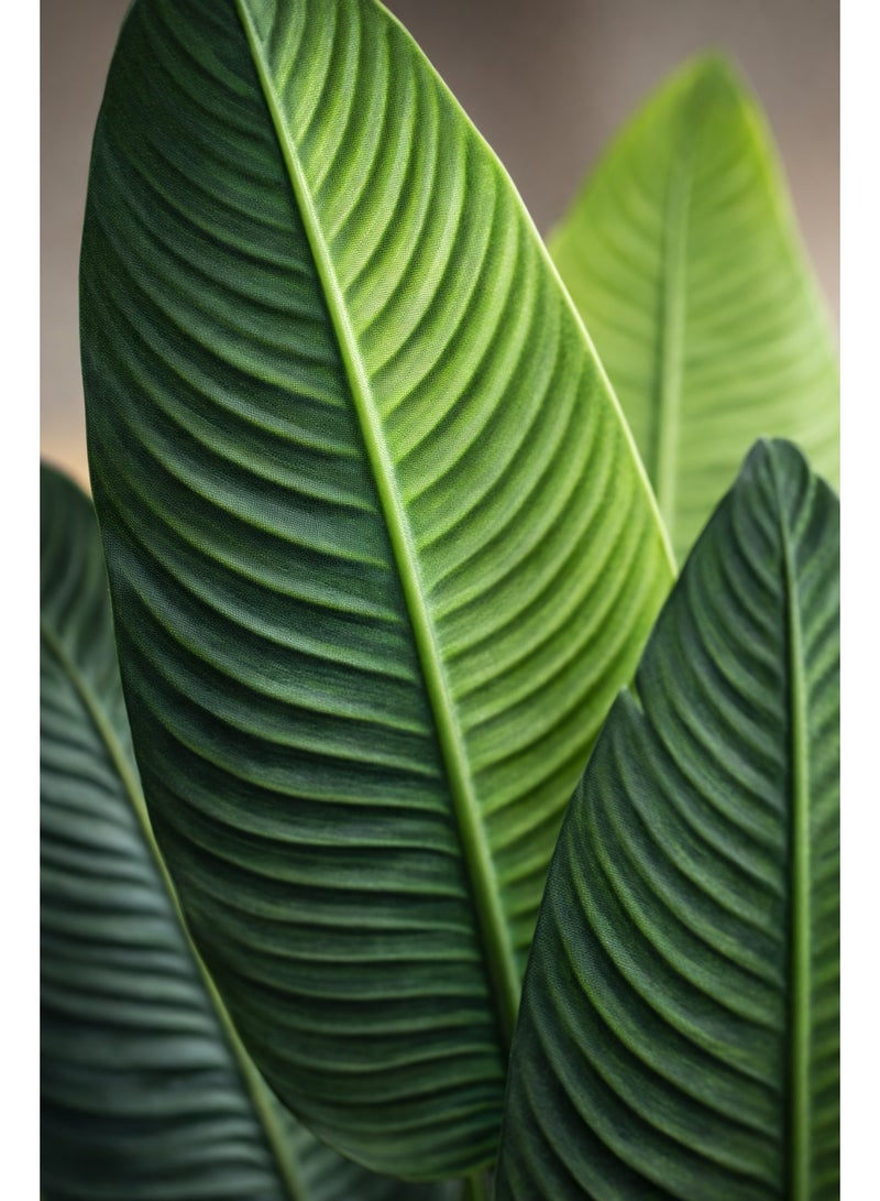 شجرة اوجستا ديكوريه صناعية فاخرة بأوراق كبيرة واقعية مع زلط ديكوري مثالية لغرف المعيشة والمكاتب - Image 2