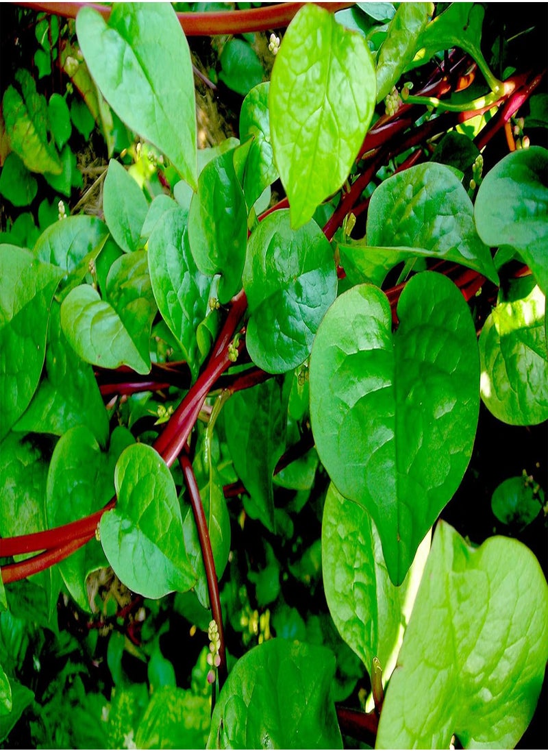 GGOOT 500 Red  Seeds - Basella alba -Spinach Taste  - Image 1