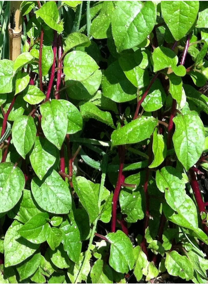 GGOOT 500 Red  Seeds - Basella alba -Spinach Taste  - Image 2