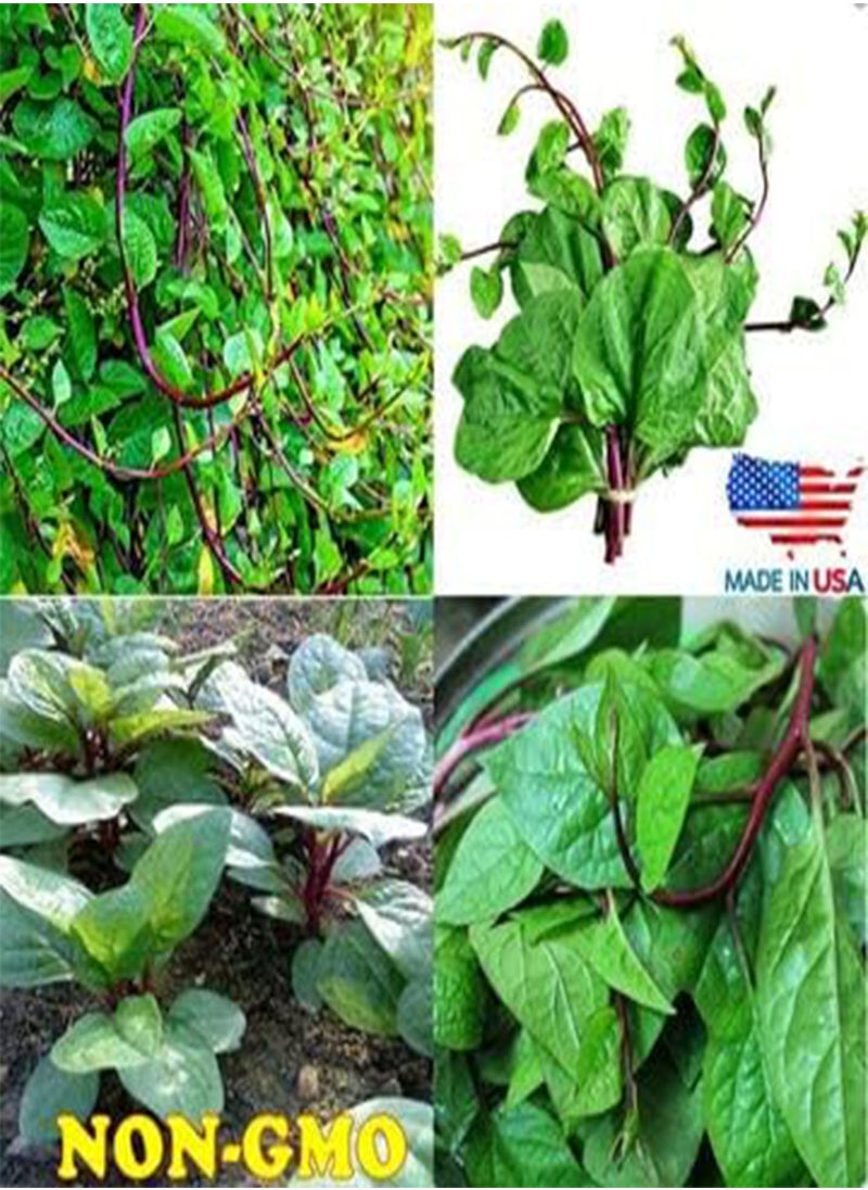 GGOOT 500 Red  Seeds - Basella alba -Spinach Taste  - Image 3