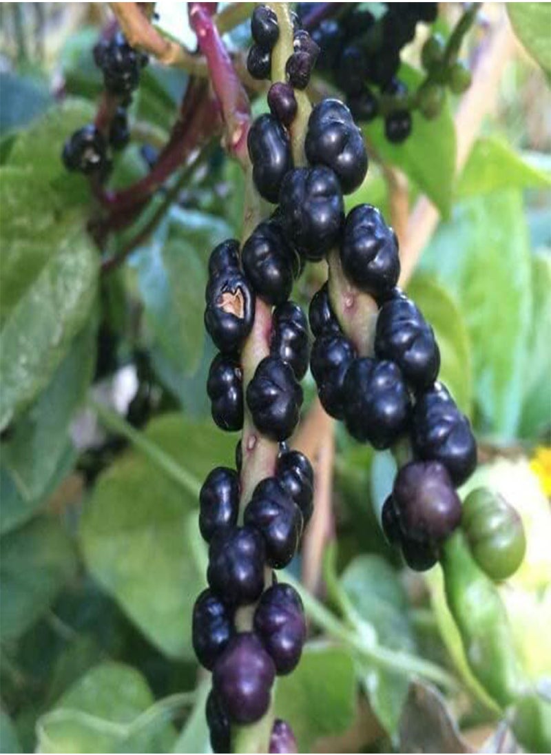 GGOOT 500 Red  Seeds - Basella alba -Spinach Taste  - Image 5