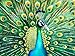 Cross & Glory Cross Glory Emerald Peacock 1000 Piece Jigsaw Puzzle for Adults Colorful Animal Artwork 20 x 27 Inches Satin Finish - Image 2