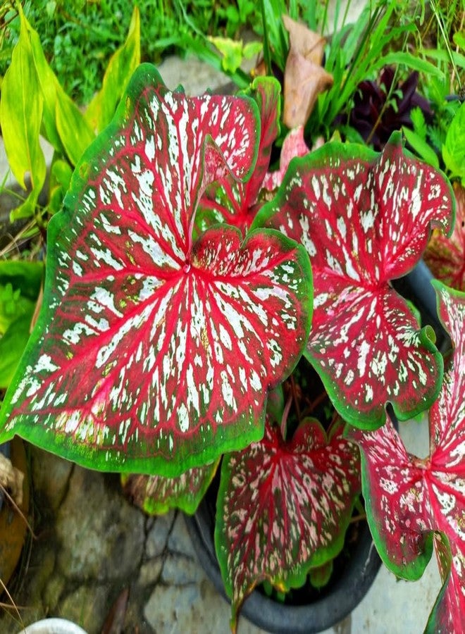 CZ Grain 2 Carolyn Whorton Caladium Bulbs for Planting - Perennial Hosta, Elephant Ears, Fancy (2 Bulbs) - Image 1