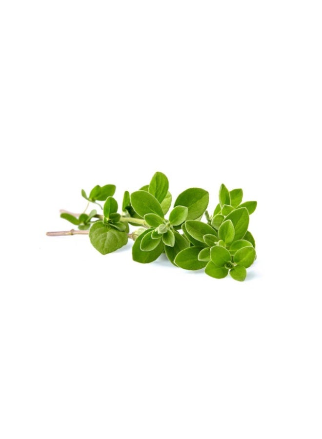 Oregano, 20 gm, UAE
