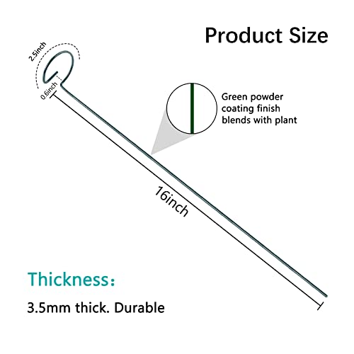 Thealyn 12 Pack 16 Inch Plant Support Stakes, Metal Single stemmed Flower Support Hoops，Garden Plant Stakes Plant Prop for Amaryllis Orchid Lily Rose Peony Tomatoes Gladiolus - Image 3
