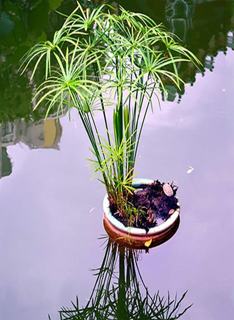 GGOOT seeds 30Pcs Cyperus Alternifolius Seeds Live Water Plant for Home Garden Park Balcony Decor Cyperus Alternifolius Seeds - Image 2