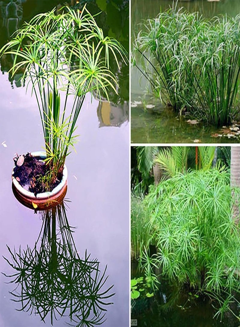 GGOOT seeds 30Pcs Cyperus Alternifolius Seeds Live Water Plant for Home Garden Park Balcony Decor Cyperus Alternifolius Seeds - Image 1