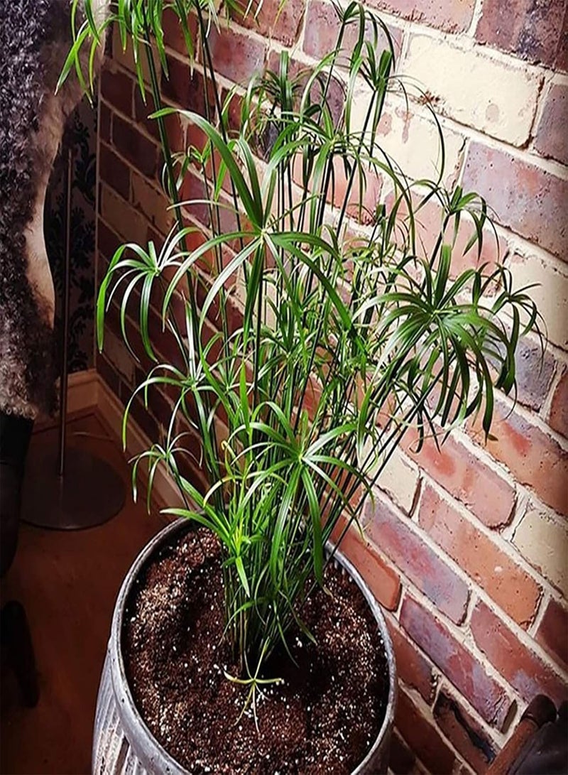 GGOOT seeds 30Pcs Cyperus Alternifolius Seeds Live Water Plant for Home Garden Park Balcony Decor Cyperus Alternifolius Seeds - Image 4