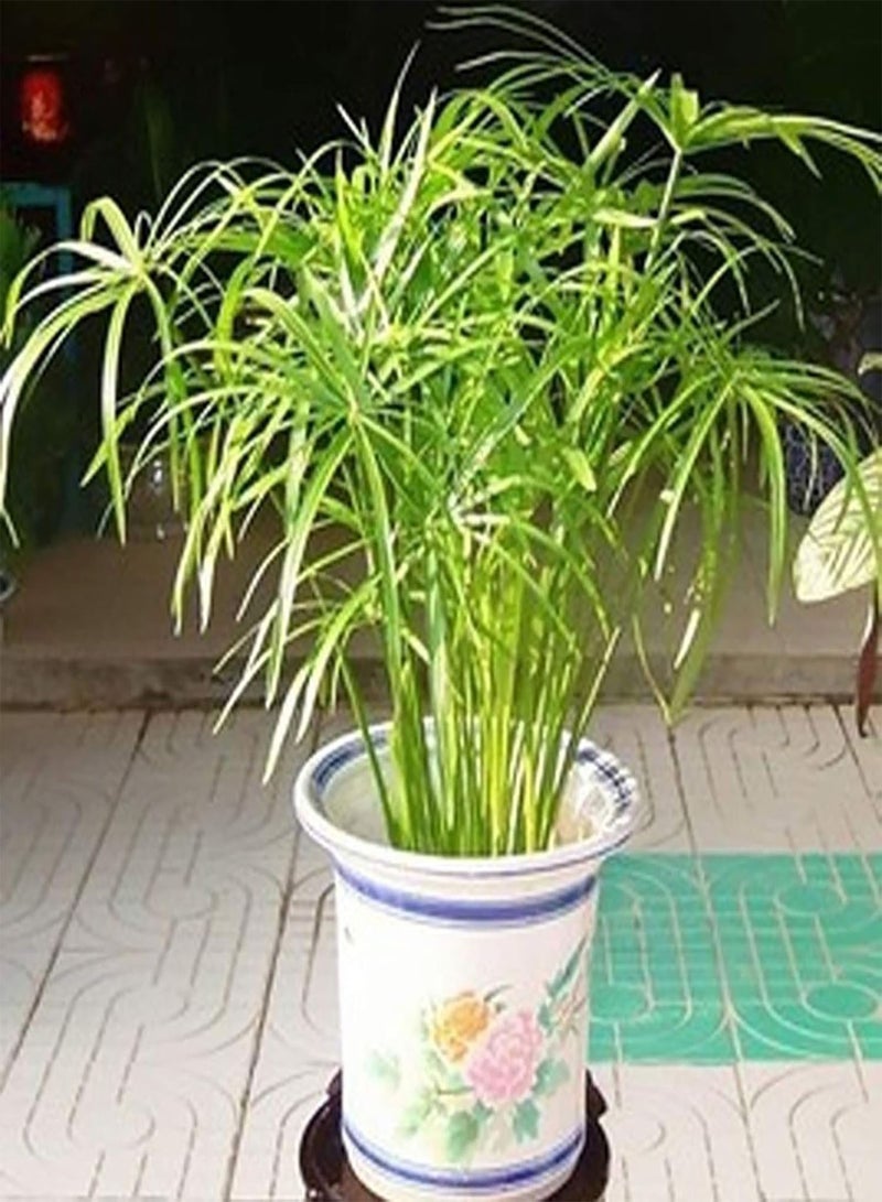 GGOOT seeds 30Pcs Cyperus Alternifolius Seeds Live Water Plant for Home Garden Park Balcony Decor Cyperus Alternifolius Seeds - Image 5