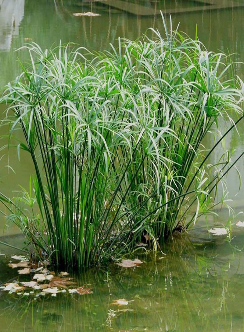 GGOOT seeds 30Pcs Cyperus Alternifolius Seeds Live Water Plant for Home Garden Park Balcony Decor Cyperus Alternifolius Seeds - Image 3