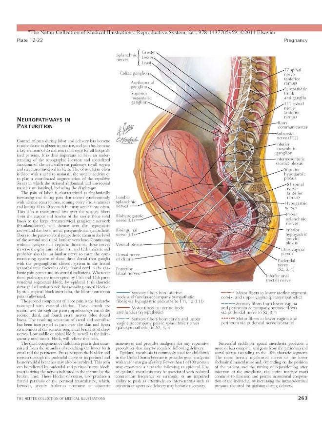The Netter Collection of Medical Illustrations: Reproductive System - Image 5