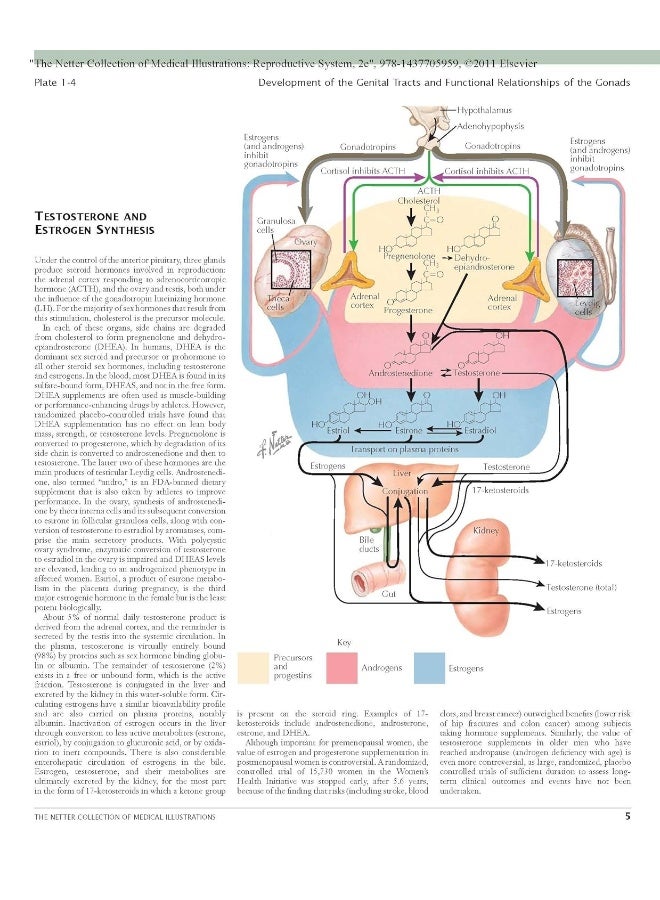 The Netter Collection of Medical Illustrations: Reproductive System - Image 3