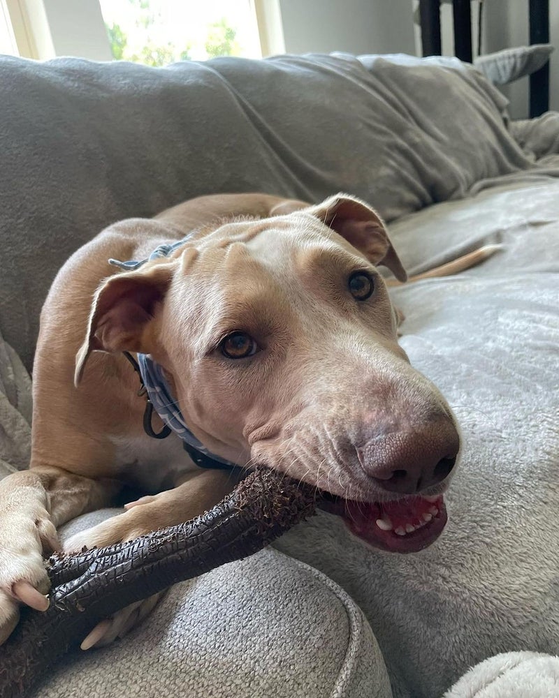 Nylabone Real Wood Stick Toy Strong Chew Toy for Dogs, Rubber Dog Toys for Moderate & Aggressive Chewers, Bacon Flavor, X-Large - 50+ lbs, 1 Count - Image 5