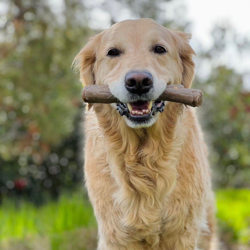 Nylabone Real Wood Stick Toy Strong Chew Toy for Dogs, Rubber Dog Toys for Moderate & Aggressive Chewers, Bacon Flavor, X-Large - 50+ lbs, 1 Count - Image 2