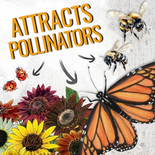 Seed Needs Sunflower Seeds to Plant The Original Crazy Blend | 500+ Heirloom Seeds 15+ Varieties Open Pollinated & Untreated | XL Packet Multicolored Blooms Flower Seed - Image 3
